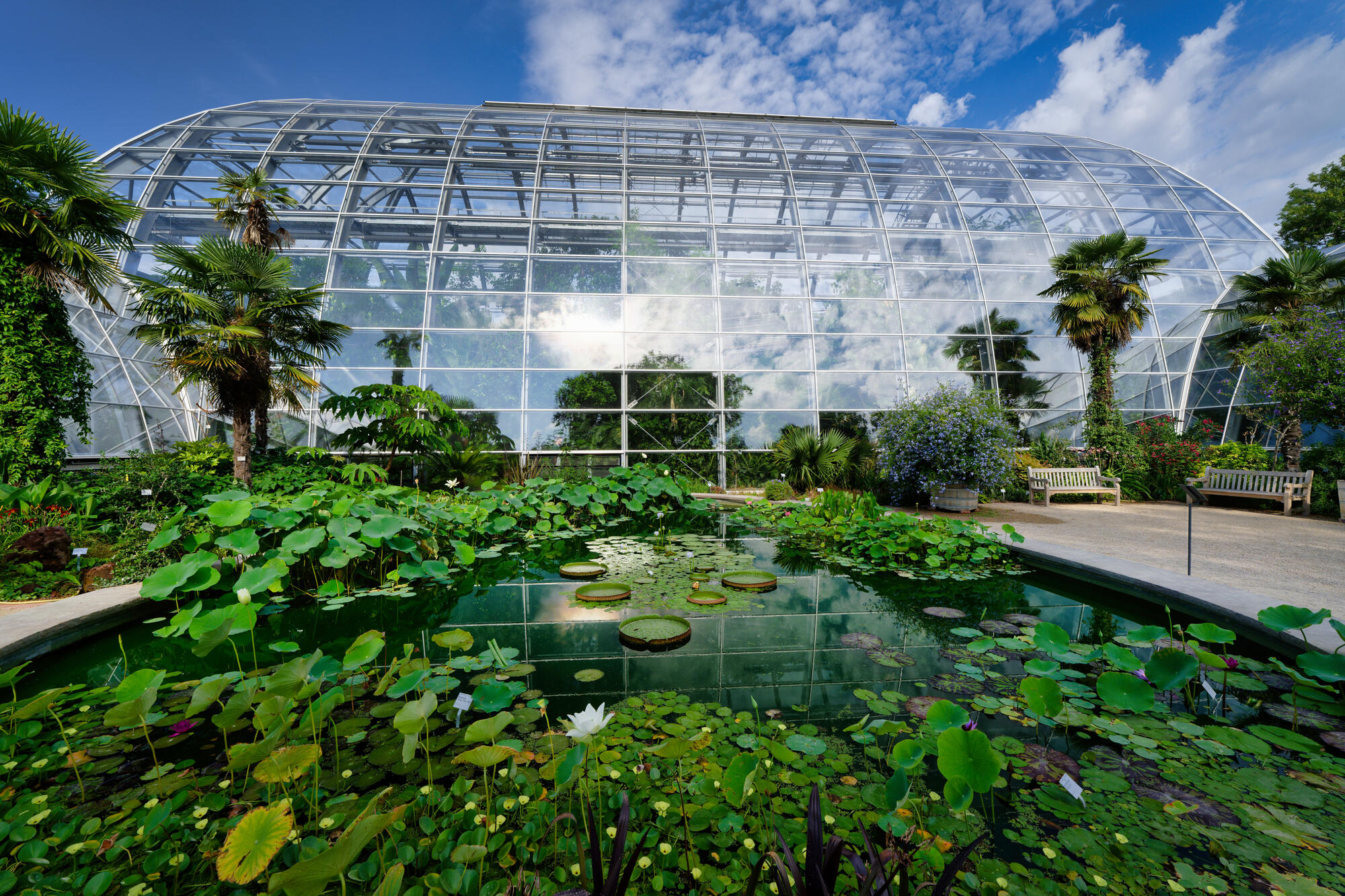 Water lilies inside a display greenhouse at Cologne’s Flora.
