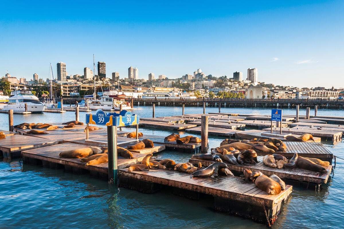 Sea lions lie on floating docks, with the harbour basin and San Francisco's buildings beyond.