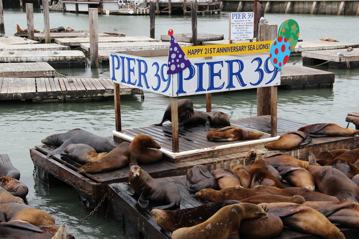 Sea lions rest close together on wooden floating docks beside a Pier 39 sign.